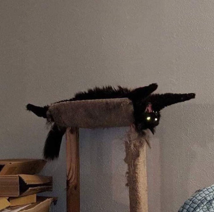 گربه سیاه بدن خود را در ارتفاع خم می کند