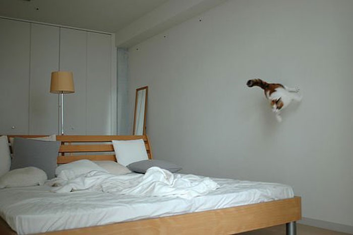 گربه روی تخت می پرد