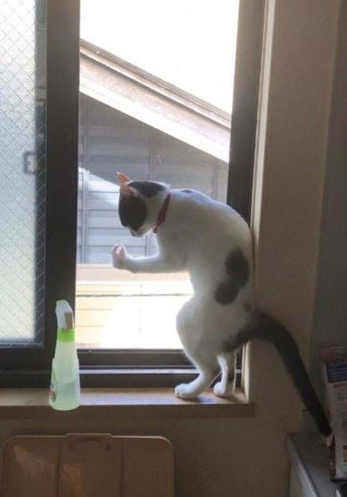 گربه درحال کنار آمدن با خانه تکانی عید