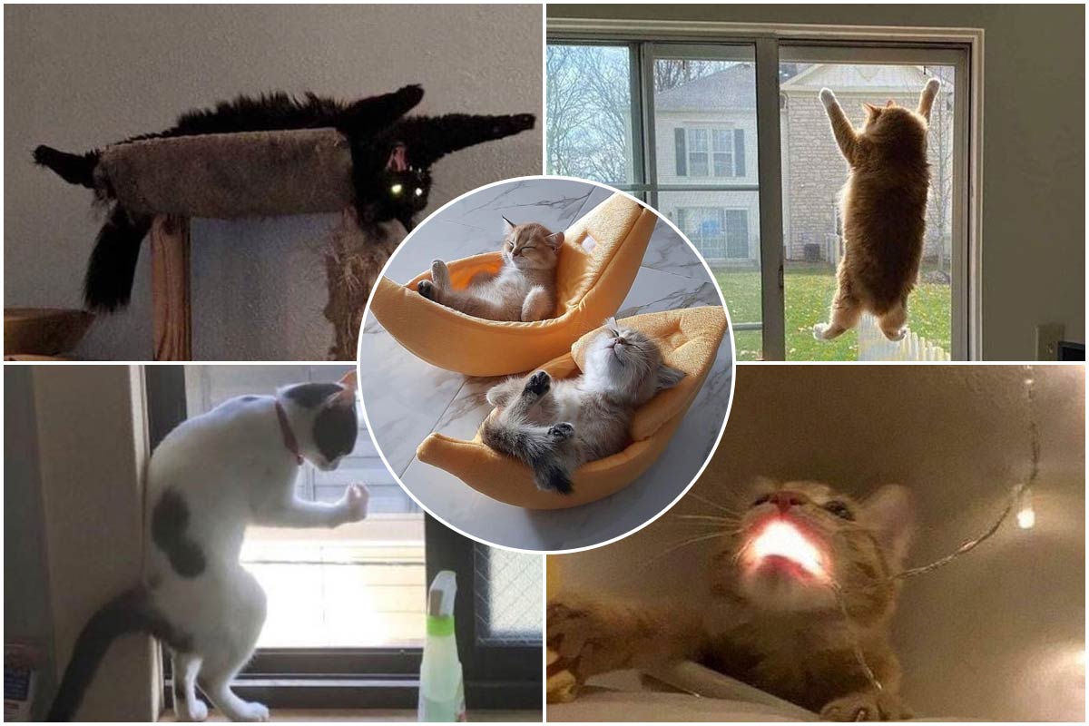 تصاویر جالب از رفتارهای شگفت‌انگیز گربه‌ها