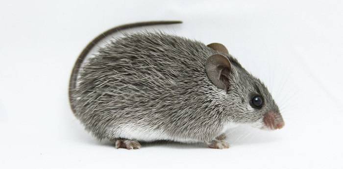 موش خارپشت آفریقایی / mouse