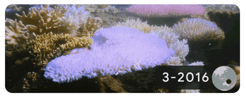 سفید کردن یک سد مرجانی بزرگ