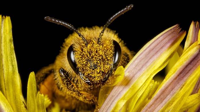 زنبور عسل آپیس ملیفرا / honey bee 