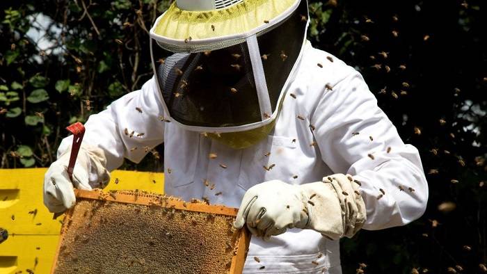 زنبوردار/beekeeper