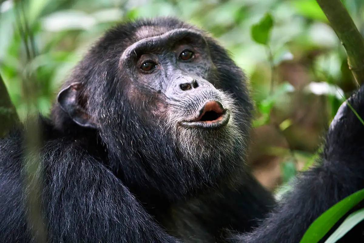 شامپانزه‌ها مهارت زبانی پنهانی دارند که در مورد آن نمی‌دانستیم