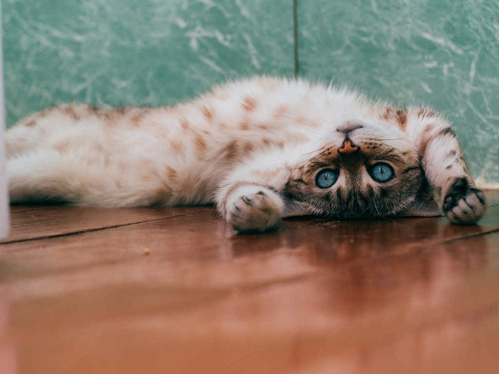 گربه‌ها یکی از ناقلان اصلی انگل توکسوپلاسما هستند، اما تنها ناقلان نیستند