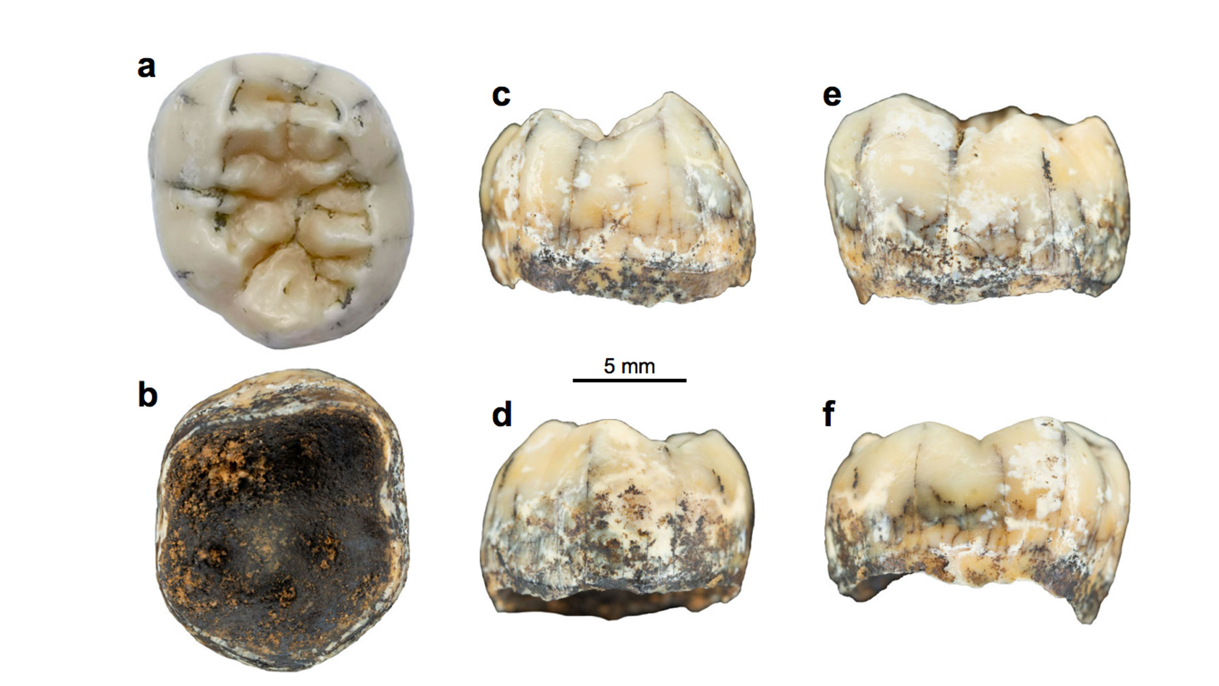 فسیل دندان دختر بچه دنیسووان از زوایای مختلف