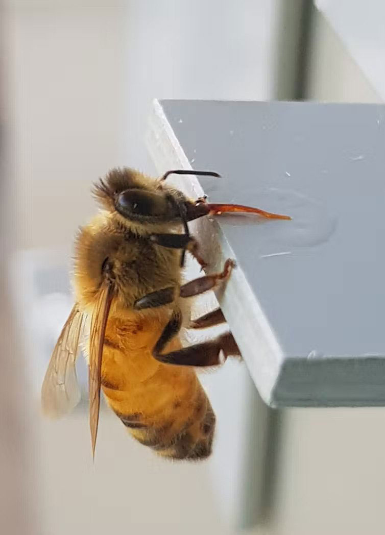 زنبور عسل و آب قند