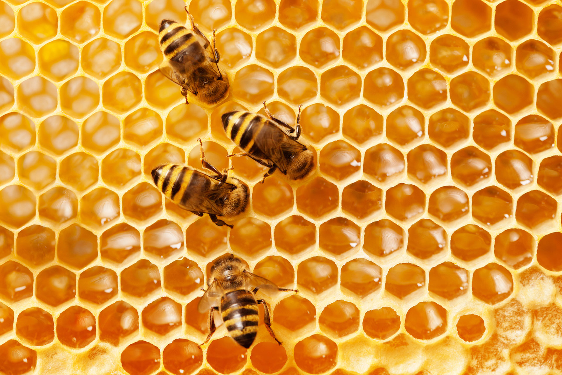زنبورهای عسل تفاوت اعداد زوج و فرد را تشخیص می‌دهند