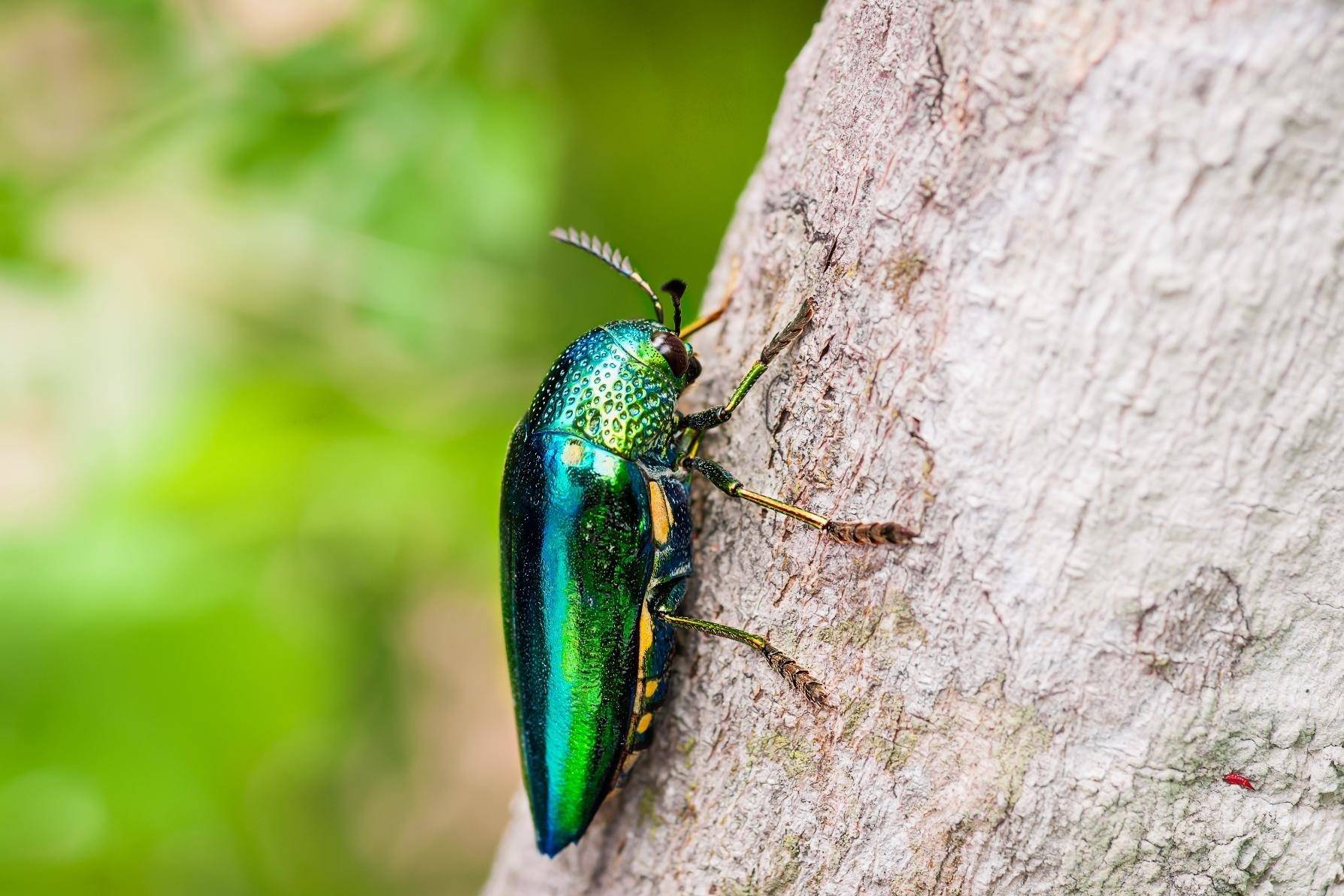 علت تکامل رنگین‌تابی در برخی حشرات چیست؟