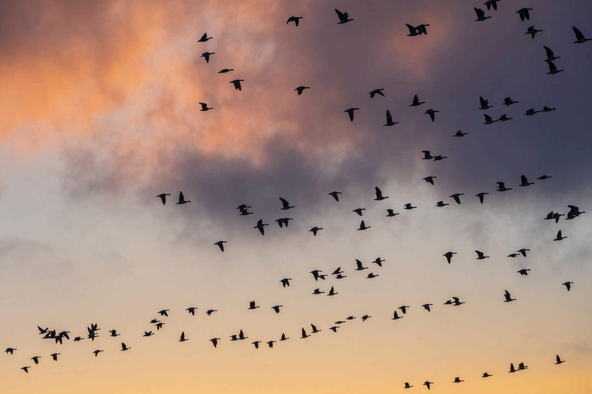 نیمی از پرندگان سرتاسر جهان با کاهش جمعیت مواجه شده‌اند