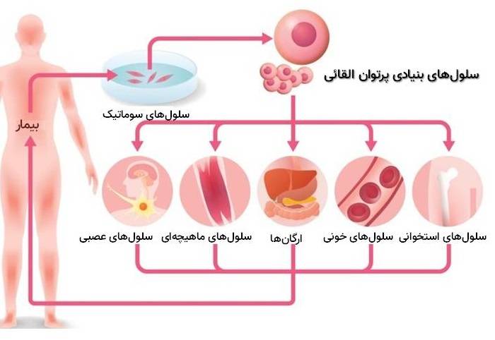 سلول‎ های بنیادی پرتوان القائی / stem cells