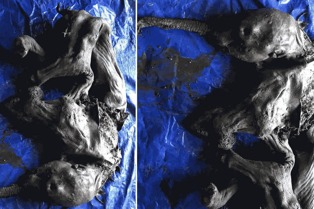 کشف مومیایی دست‌نخورده بچه ماموت ۳۰ هزار ساله در کانادا