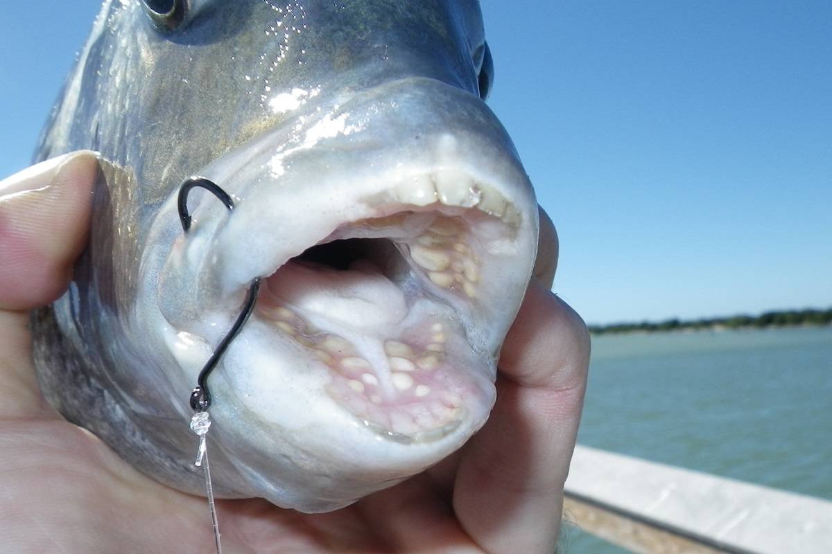 ماهی کله‌گوسفندی: حقایق درباره ماهی جالبی که دندان انسانی دارد