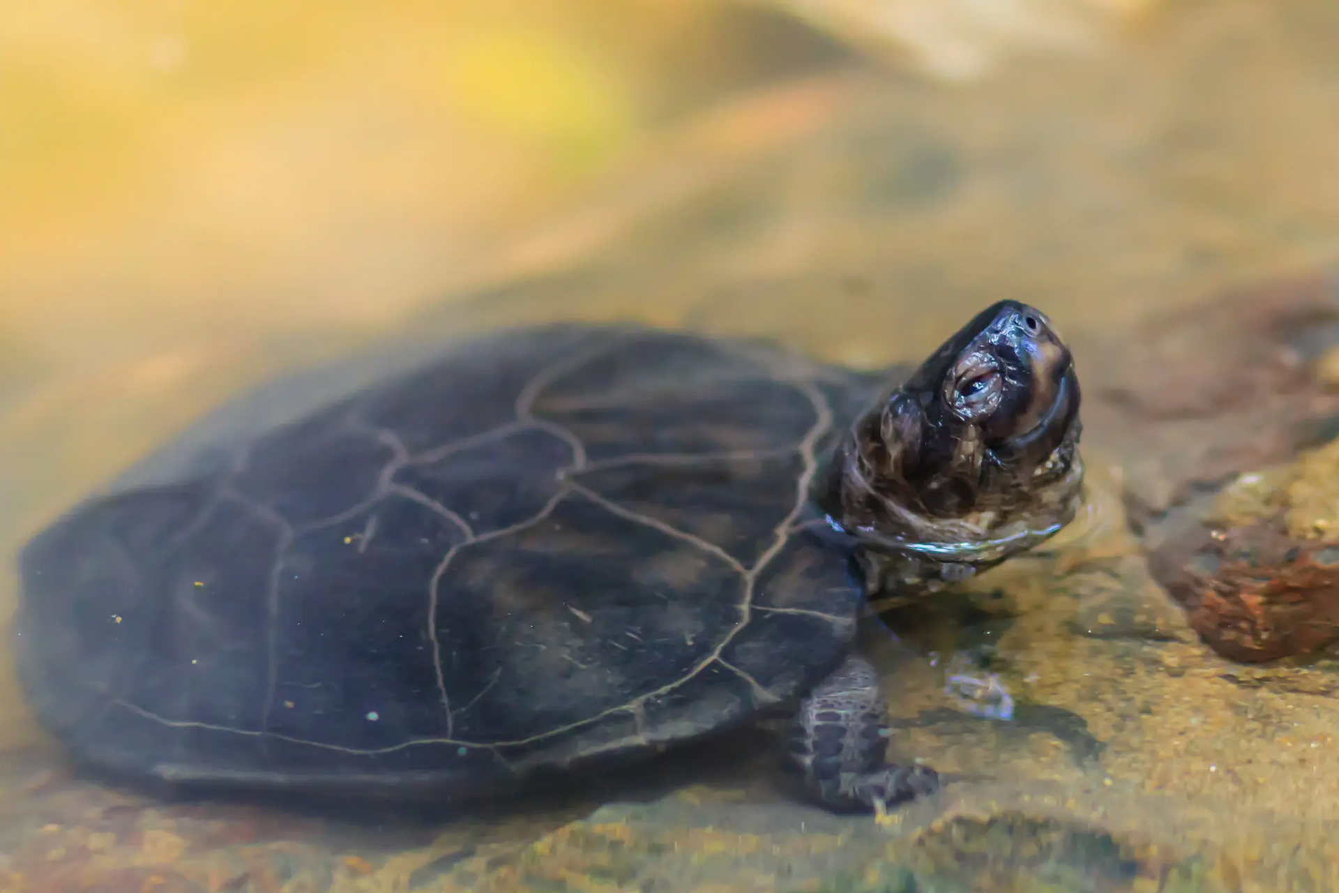 لاکپشت سیاه مردابی در آب