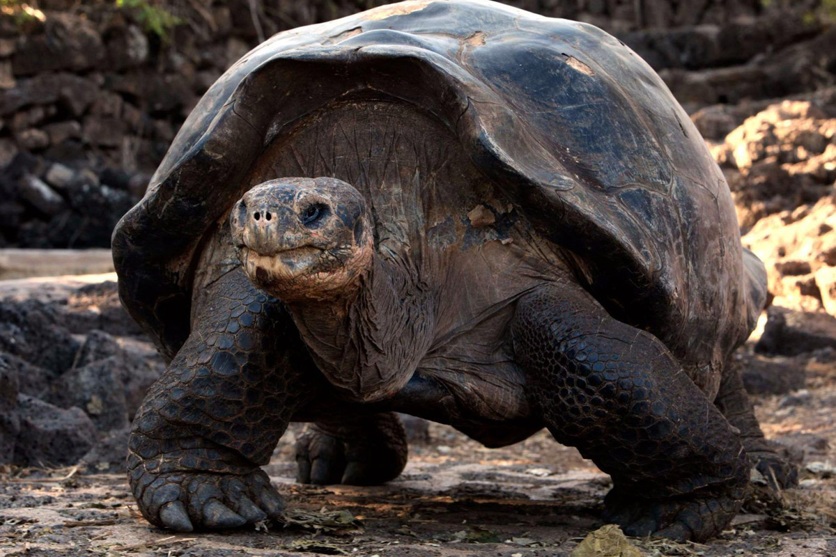 لاک‌پشت گالاپاگوسی که تصور می‌شد یک قرن پیش منقرض شده است، زنده پیدا شد