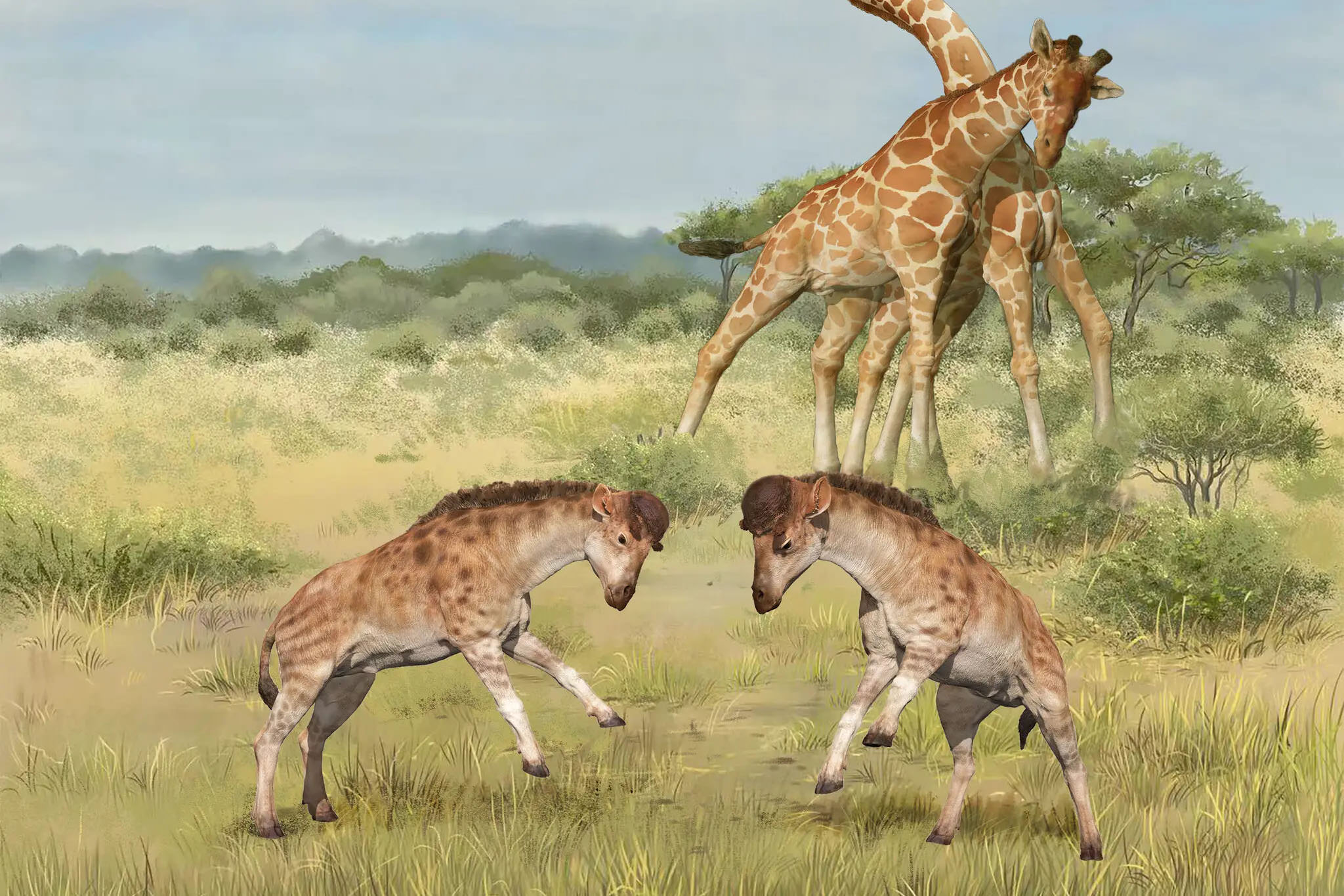 فسیل اجداد ماقبل تاریخ زرافه می‌تواند راز تکامل گردن دراز این حیوان را آشکار کند