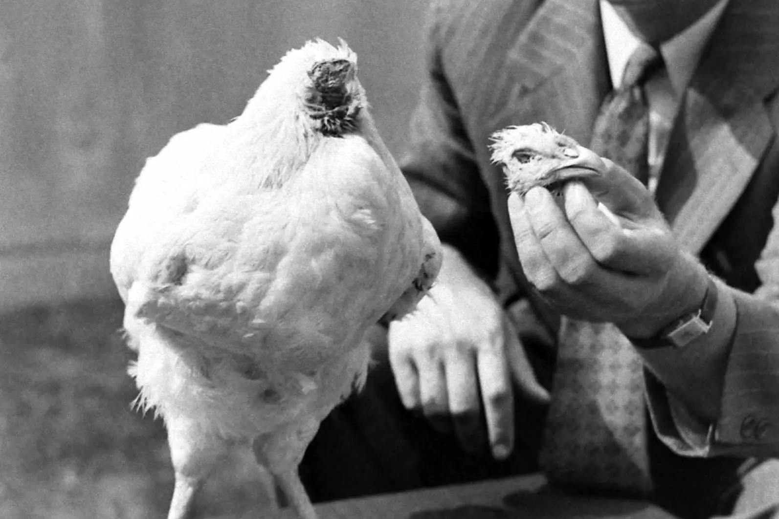 عجیب ولی واقعی؛ ماجرای مرغی که ۱۸ ماه بدون سر زنده ماند