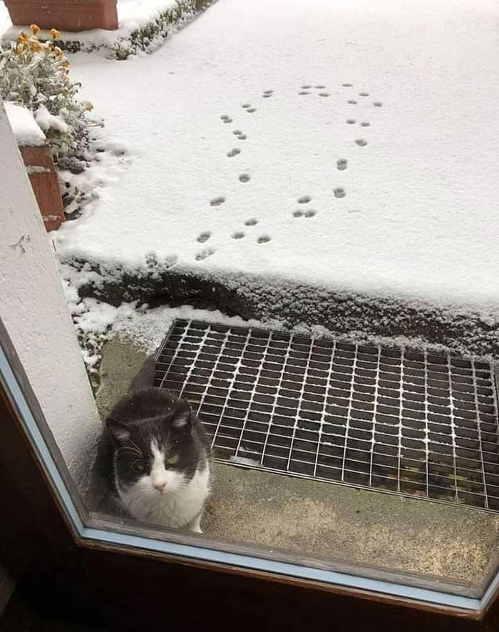 گربه خانگی و برف