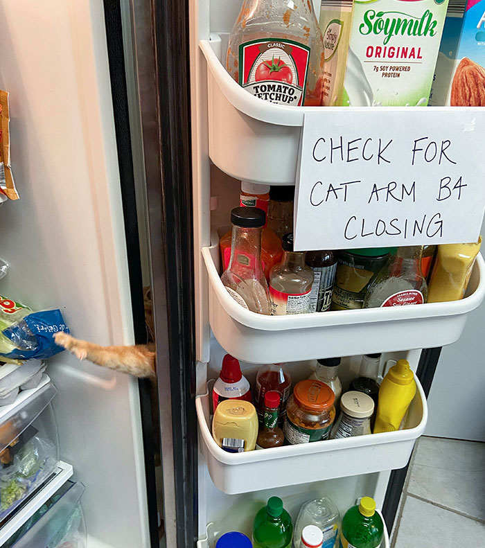 یخچال پر گربه