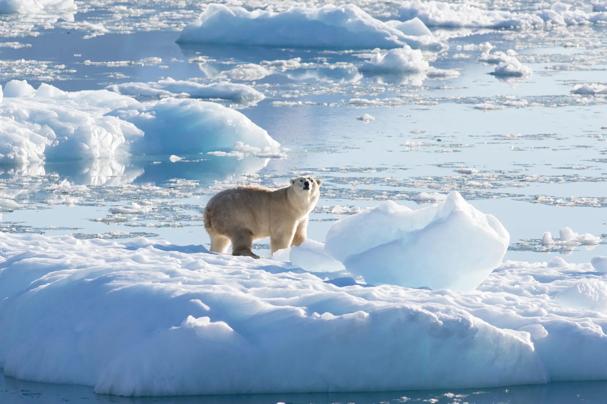 سازگاری در مسیر انقراض؛ آیا خرس‌های قطبی وابسته به یخ کمتر آخرین بازماندگان این گونه خواهند بود؟