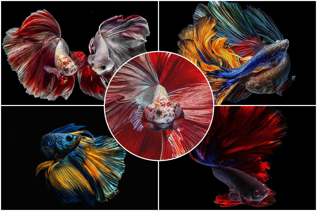 رنگارنگ و شگفت‌انگیز؛ تصاویر زیبا از ماهی‌های بتا