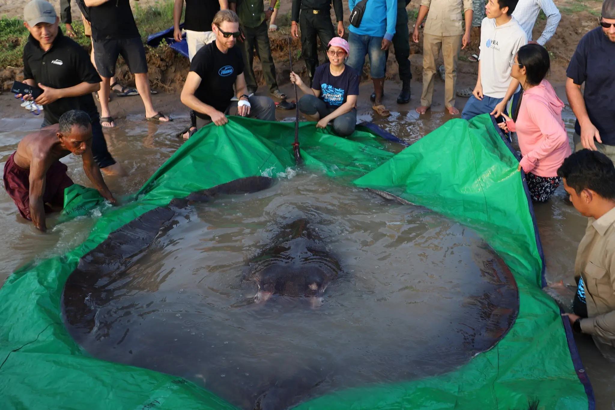 این سفره‌ماهی غول‌پیکر احتمالاً بزرگ‌ترین ماهی آب شیرین جهان است