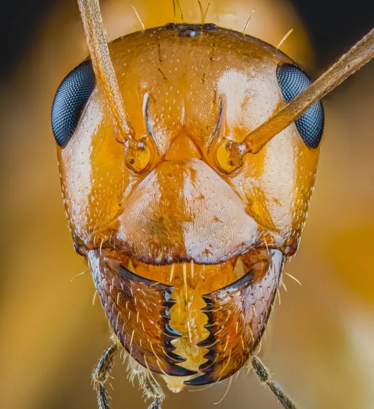 جزئیات دقیق از مورچه‌ها