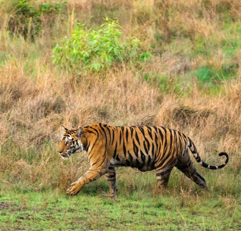 یک شیر بزرگ در وحشی هند