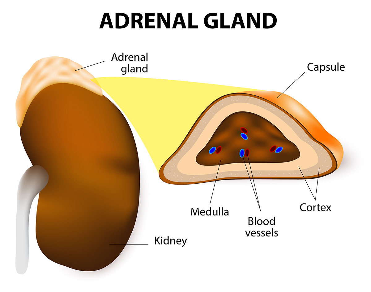غده فوق کلیوی آدرنال adrenal و هورمون آدرنالین