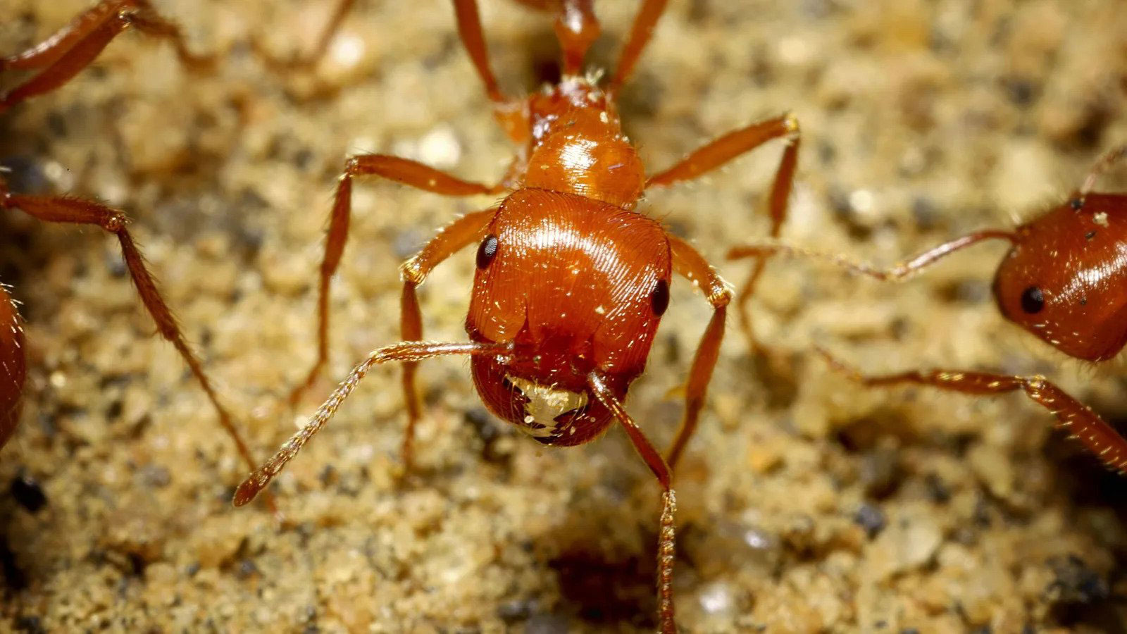 مورچه خرمن‌بردار کالیفرنیا