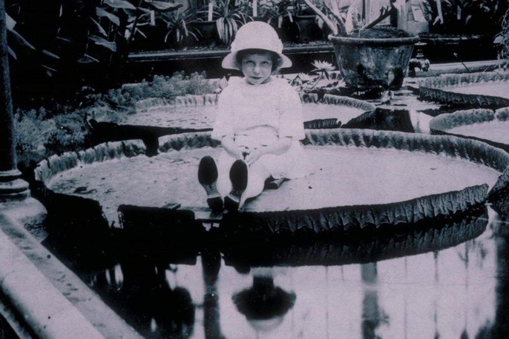 کودکی روی یک نیلوفر غول پیکر