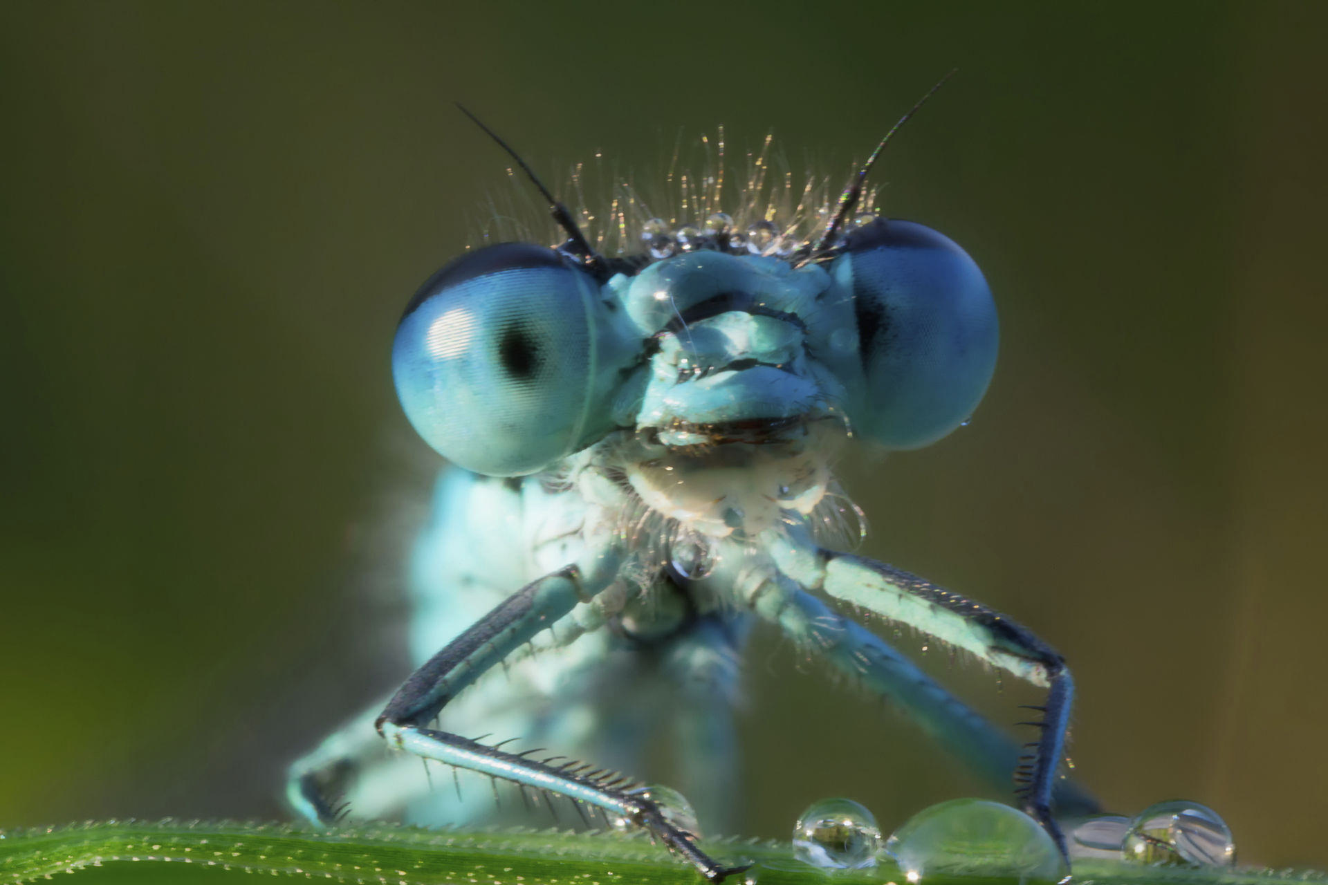 حشرات احتمالاً برخلاف انتظار همچون انسان درد را احساس می‌کنند