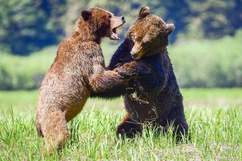 짝짓기를 위해 싸우는 두 수컷 곰