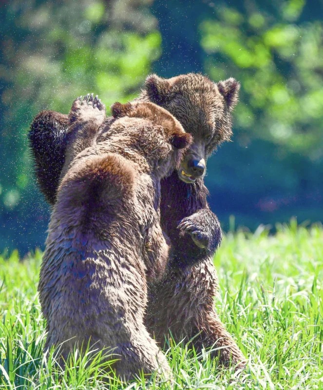 짝짓기를 위해 싸우는 두 수컷 곰