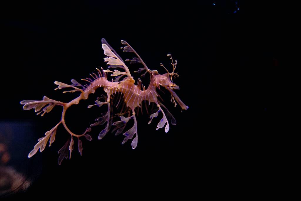 اژدهای دریایی برگدار / leafy sea dragon