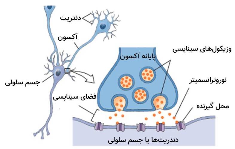 ناقل عصبی یا نوروترانسمیتر / Neurotransmitters