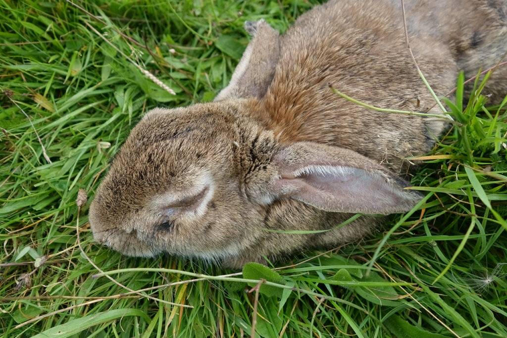 خرگوش مبتلا به میکسوماتوز / rabbit with myxomatosis