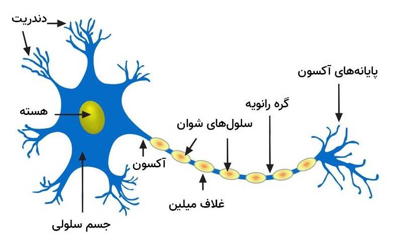 اجزای نورون / neuron