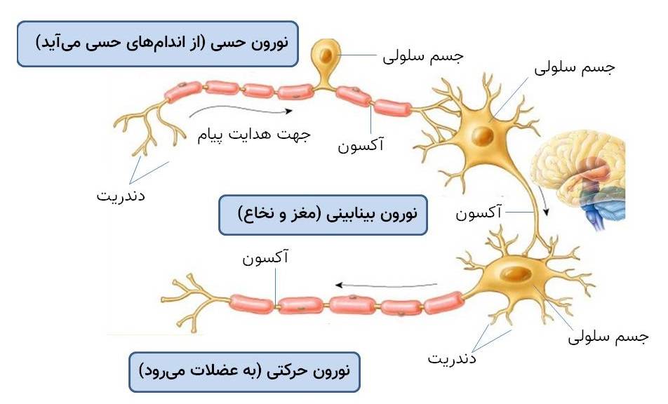 معرفی انواع نورون ، وظایف و هر آنچه باید بدانید