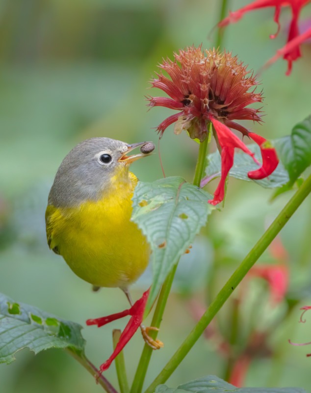 برندگان مسابقه عکاسی Audubon 2022