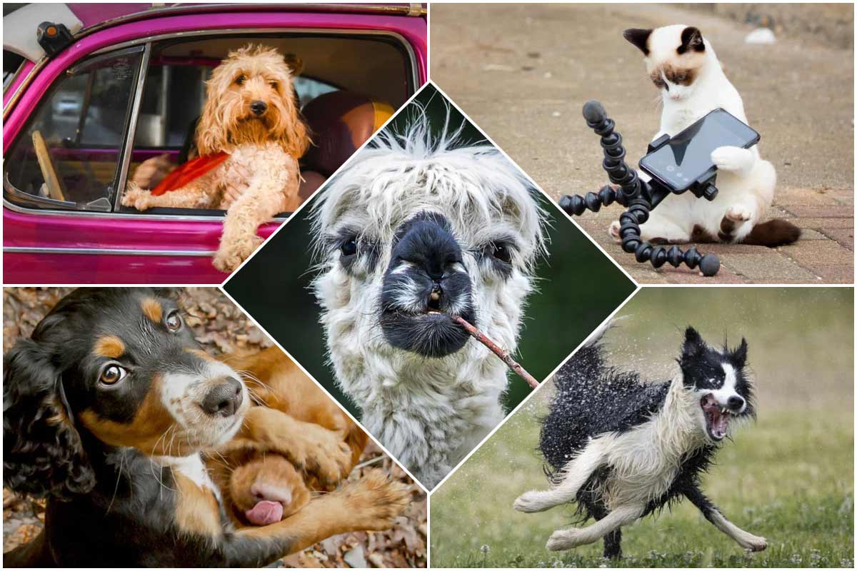 فینالیست‌های مسابقه کمدی عکاسی از حیوانات خانگی ۲۰۲۲