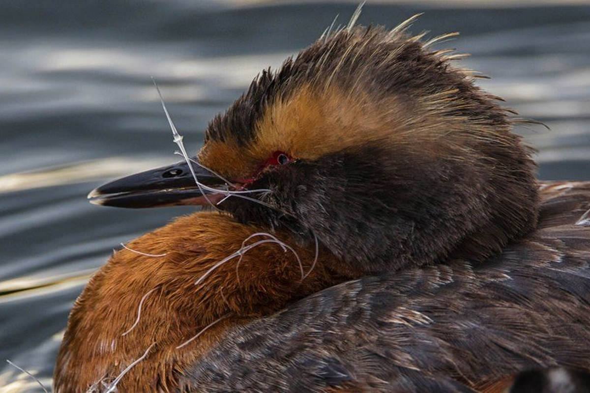 Fishing line wrapped around the beak of a bird in the water