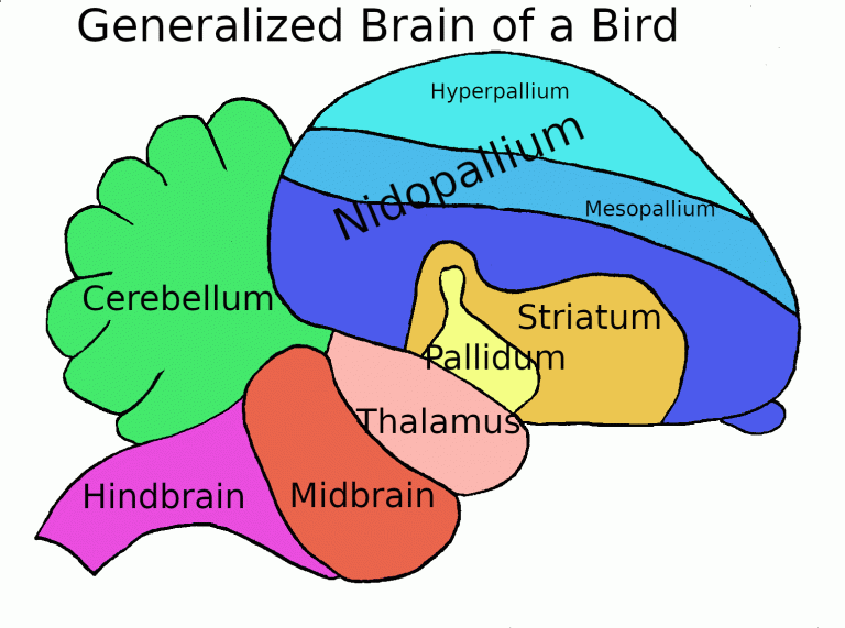 ساختار کلی مغز پرندگان