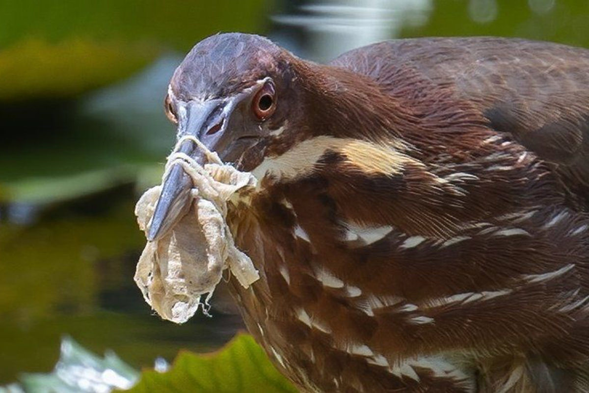A mask wrapped around the beak of a black Butimar bird