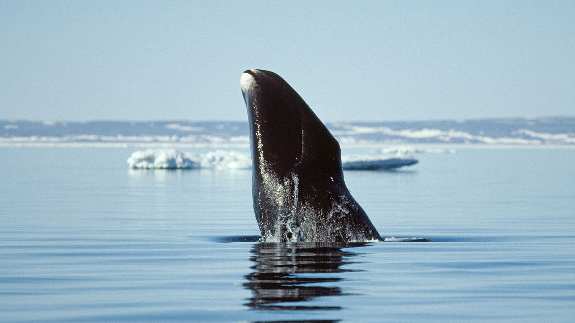 نهنگ قطبی