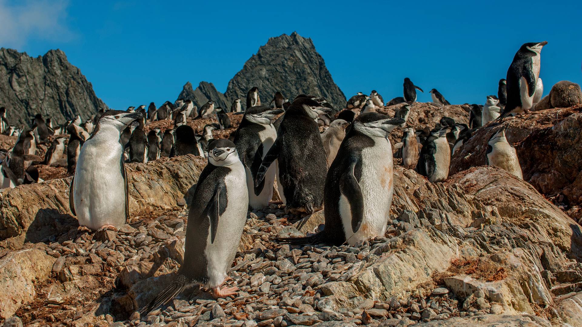 پنگوئن های ریش خطی / Chinstrap penguins 