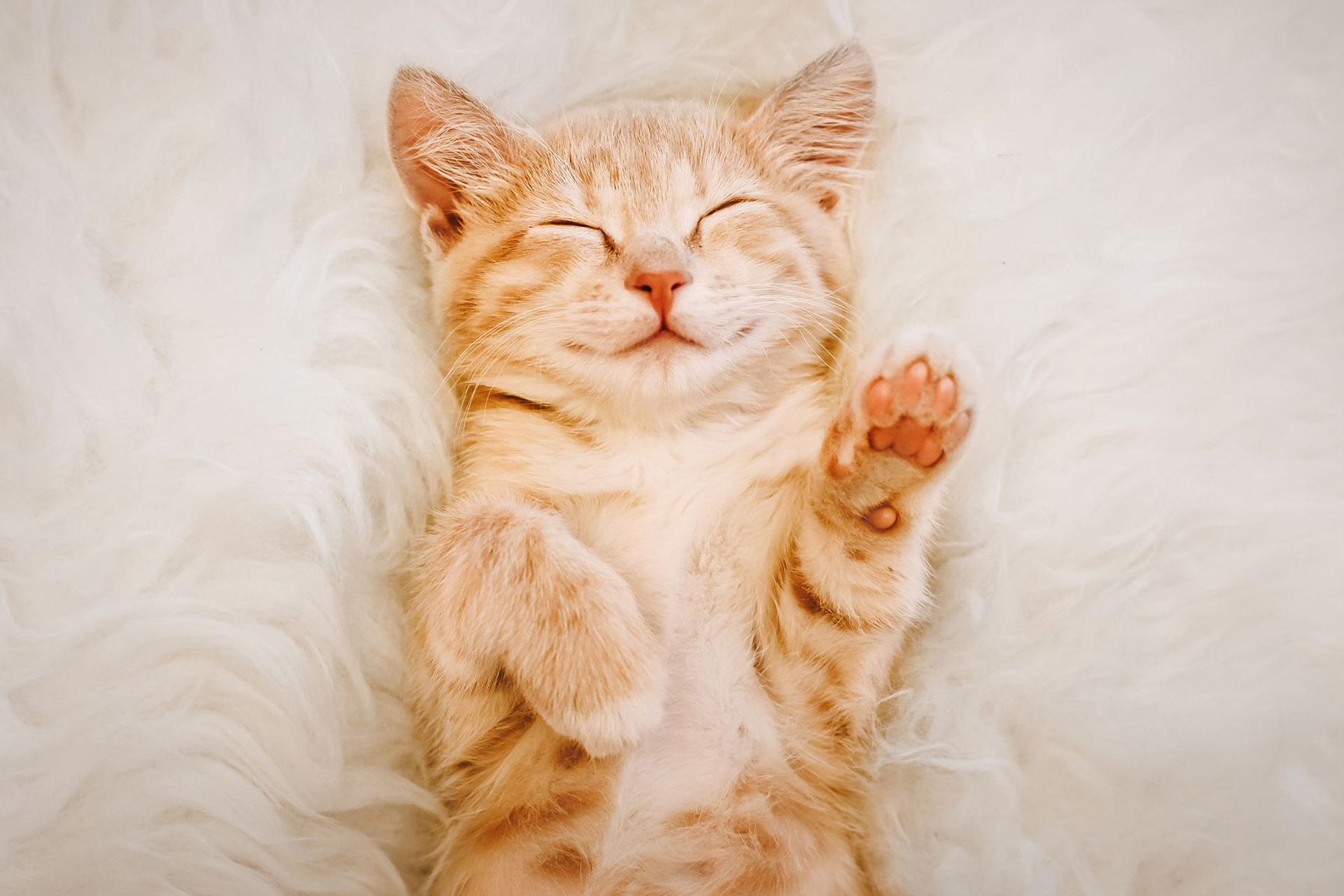 گربه دوست داشتنی شاد روی تخت