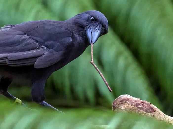 کلاغ هاوایی / Hawaiian crow 