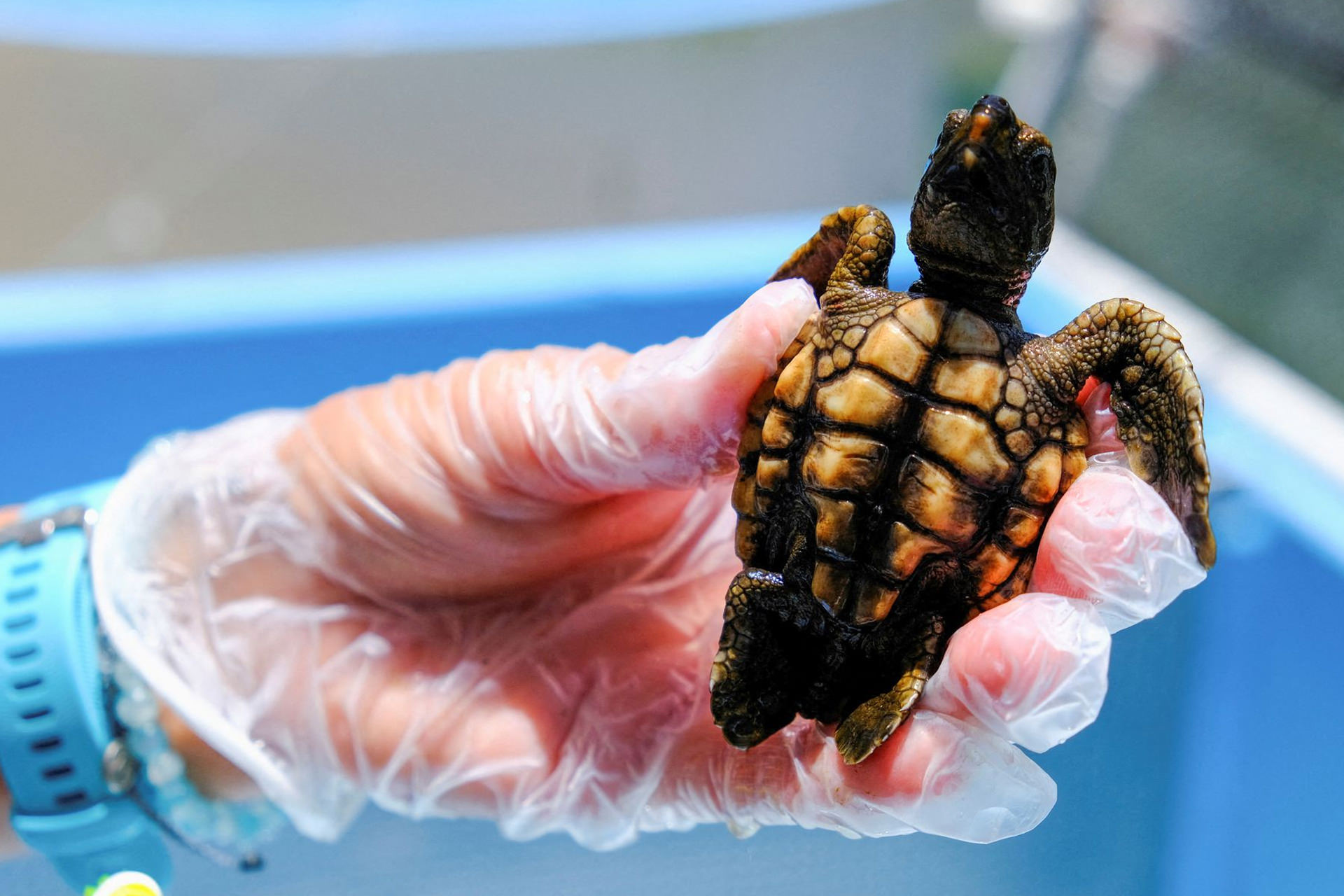 تقریباً تمامی لاکپشت‌های دریایی متولدشده در فلوریدا در اثر گرمایش جهانی ماده هستند